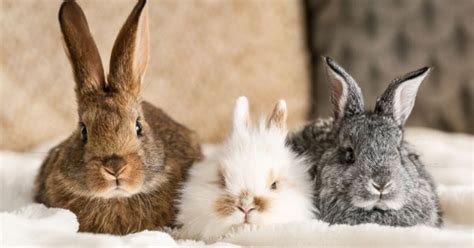 Cutest Rabbit Breeds | PetGuide