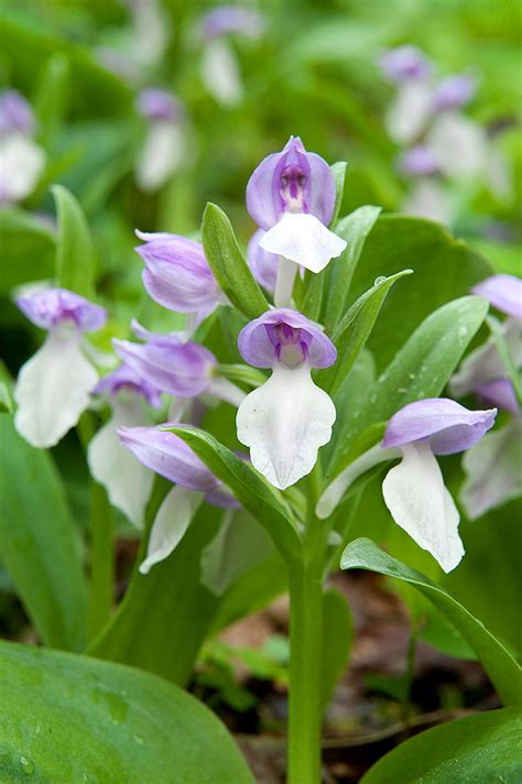 smoky-mountain-wildflowers-013 | Wild flowers, Amazing flowers, Cool plants