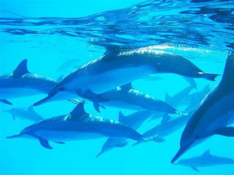 Wild Dolphin Swims Hawaii - Day Tours (Kailua-Kona): Address, Phone Number, Attraction Reviews ...