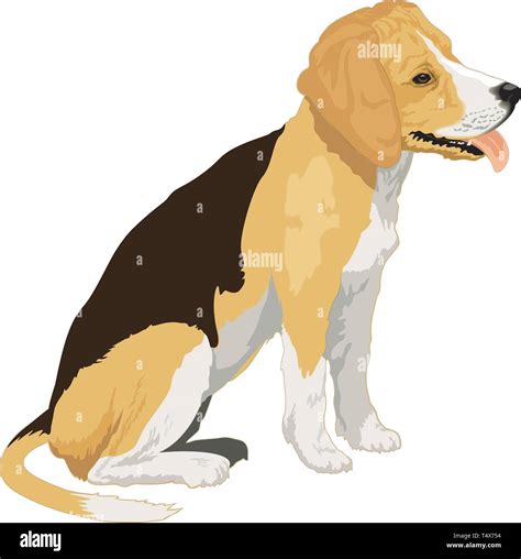 Beagle Sitting Vector Illustration Stock Vector Image & Art - Alamy