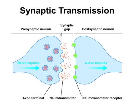 Synaptic Cleft Animation