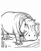 Hippo Printable Coloring Pages sketch template