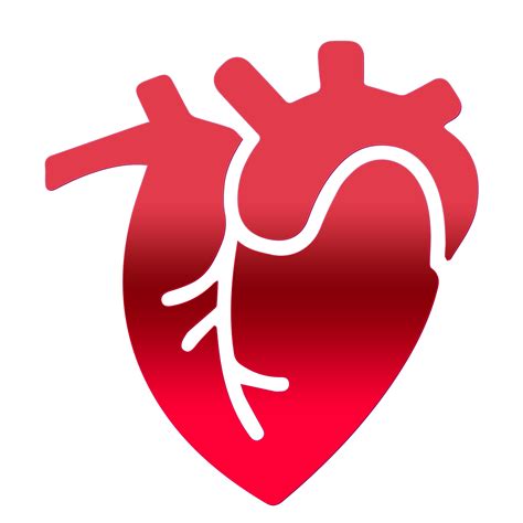 Premium Vector Realistic Human Heart On Transparent B - vrogue.co