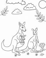 Kangaroo Coloring Animals Australian Pages Animal Clipart Outline Kids  sketch template