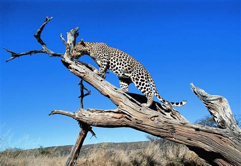 Wildlife safaris in Namibia | Expert Africa