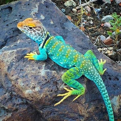 The Arizona Collard Lizard | Cute reptiles, Colorful lizards, Lizard