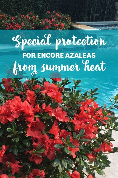 Summer Heat Protection for Encore Azaleas | Encore Azalea | Azaleas care, Summer plant care, Azaleas