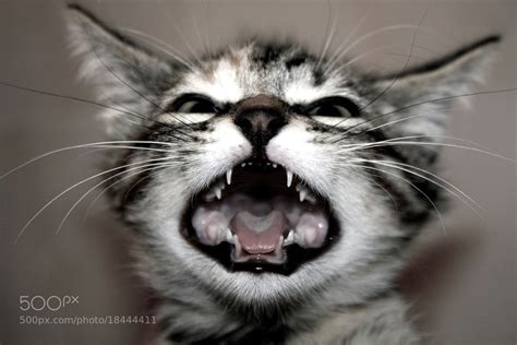 Photograph The cat's rawr by Coline Cargnelutti on 500px