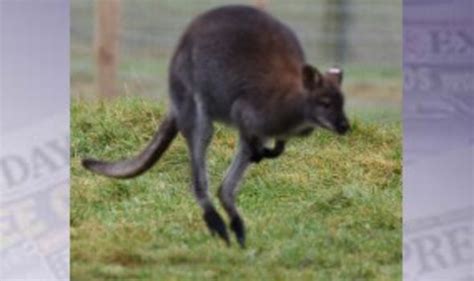 'High' wallabies make crop circles | World | News | Express.co.uk