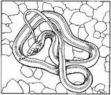Garter Snake Drawing At GetDrawings  Free Download sketch template
