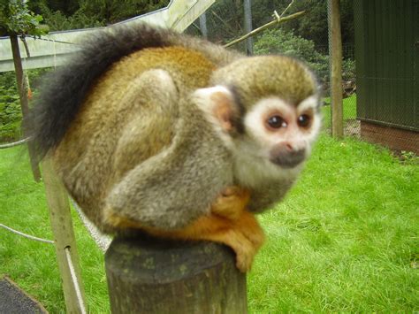 File:Squirrel monkey looking up (Woburn Safari Park).jpg - Wikipedia