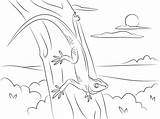 Gecko On A Tree Coloring Page  Free Printable Pages For Kids sketch template