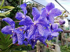 Madeira: The Orchid Garden in Funchal - Monte