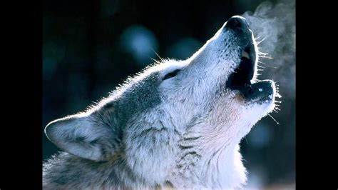 Wolves Howling Wallpaper (68+ images)