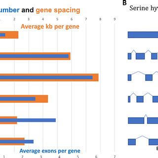 Gene structure in Apicomplexa. (A) Gene structure in Cryptosporidium... | Download Scientific ...