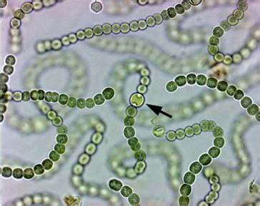 Heterocyst of Nostoc Structure and Function