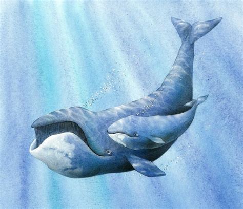 Bowhead whale by Romi A Caron | Whale, Illustration, Bowhead whale