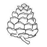 Pine Cone Coloring Pages  Best For Kids sketch template