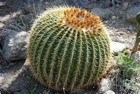 30+ Indigenous Desert Plants That Can Grow in Harsh Climate - Conserve Energy Future