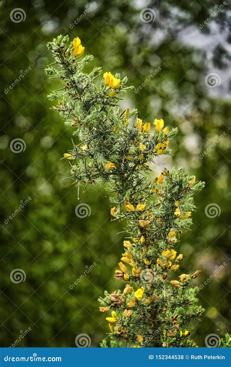 Yellow Gorse Flower in Scotland Stock Photo - Image of spiny, gorse ...