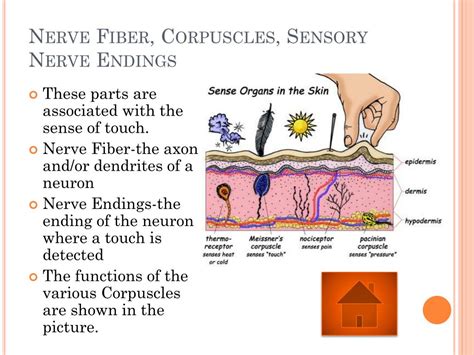 Free nerve endings function - smsTros