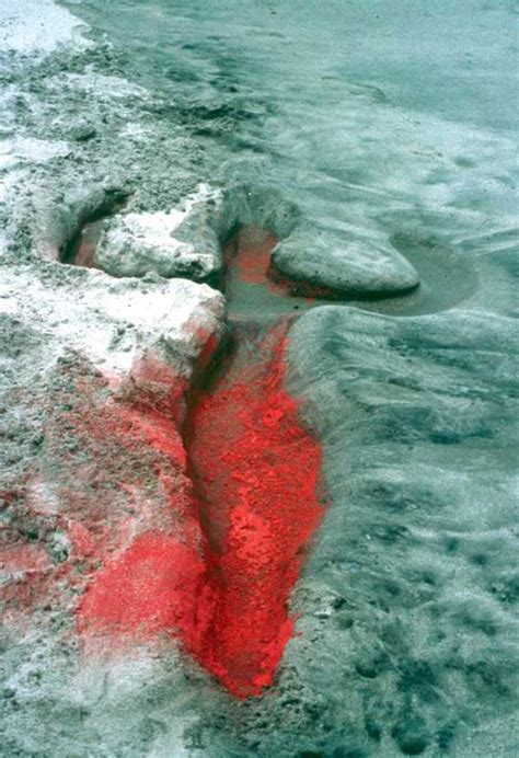 Why Did Ana Mendieta Use Blood in Her Works?