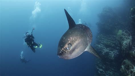 Ocean Sunfish: Diving with the Mola Mola - Scuba.com