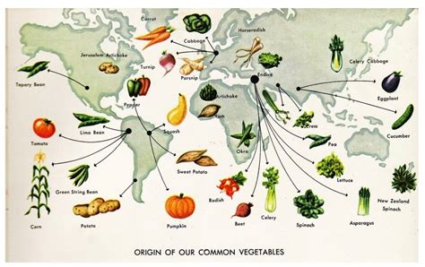 Columbian Exchange Food List