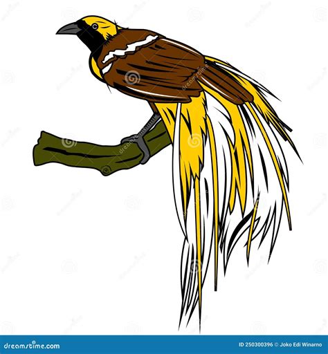 Beautiful Cendrawasih Bird from Papua Stock Vector - Illustration of ...