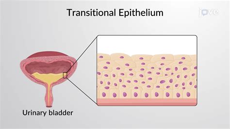 Classification of Epithelial Tissues: Stratified Epithelium - Concept ...