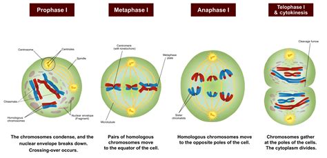 Meiosis: Phases, Stages, Applications with Diagram