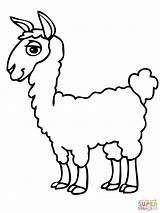 Coloring Alpaca Pages Llama Cute Kawaii Drawing Easy Llamacorn Lama  sketch template