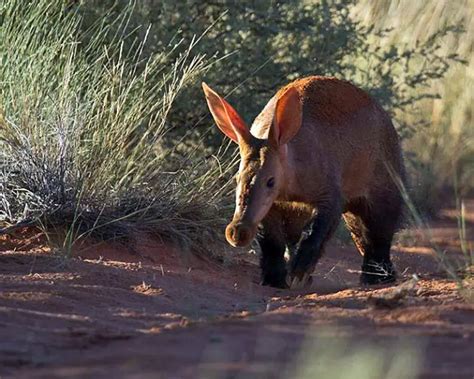 Aardvark - Facts, Diet, Habitat & Pictures on Animalia.bio