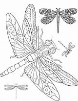 Dragonfly Coloring Pages sketch template