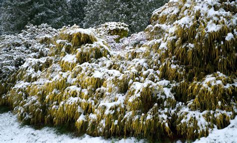 Photo of Plants Covered with Snow · Free Stock Photo