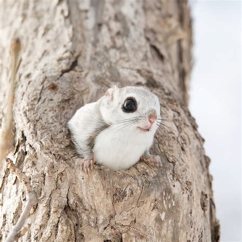 BBC Earth on Instagram: “Ready for cuteness overload? 🥰 Japanese dwarf flying squirrels ...