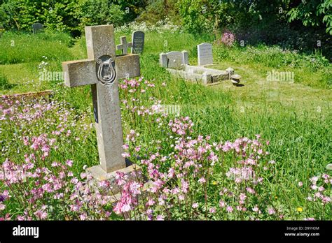 Wild flowers in the graveyard at St Nicholas church, Carlton Scroop ...