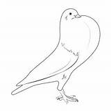 English Pouter Dove Coloring Page For Kids  Free Pigeons And Doves sketch template