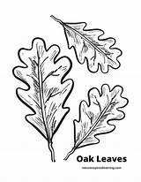 Oak Leaf Coloring Page sketch template