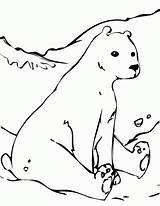Free Printable Arctic Animals Coloring Pages  Home sketch template