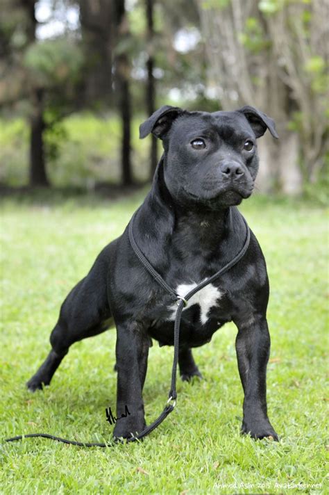 Avatar Black Atenea | Staffy dog, Terrier breeds, Bull terrier dog