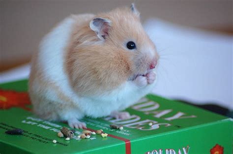 Funny Hamster Pictures