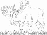 Moose Coloring Pages Printable Para Alce Colorear Supercoloring Dibujos  sketch template