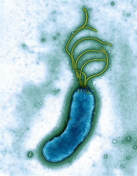 Helicobacter pylori bacterium, TEM - Stock Image - B220/1402 - Science Photo Library