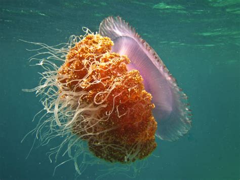 70+ Crown Jellyfish Photos Stock Photos, Pictures & Royalty-Free Images ...