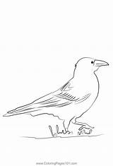 Carrion Crow 1 Coloring Page For Kids  Free Crows Printable sketch template