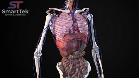 Full Virtual 3D Human Body Anatomy - YouTube