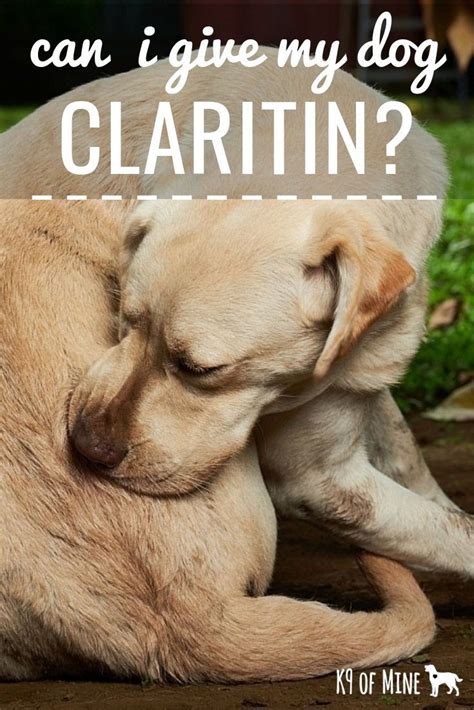 Wondering if you can give your dog Claritin for allergy relief? We'll talk about whether it's ...