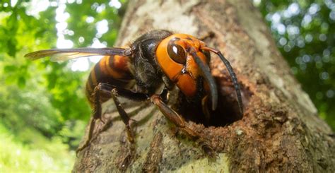 Japan Tips from Locals: The Role of Japanese Giant Hornets in the Ecosystem