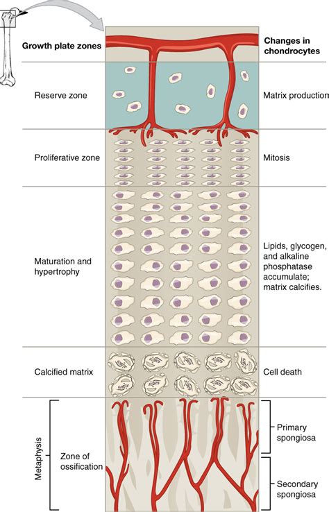 Bone Formation and Development · Anatomy and Physiology